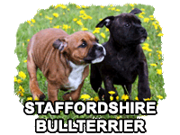 Staffordshire Bullterrierkullar